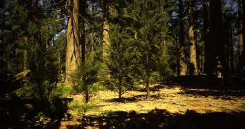 Sunlight Filters Through Tall Trees in a Serene Forest Setting