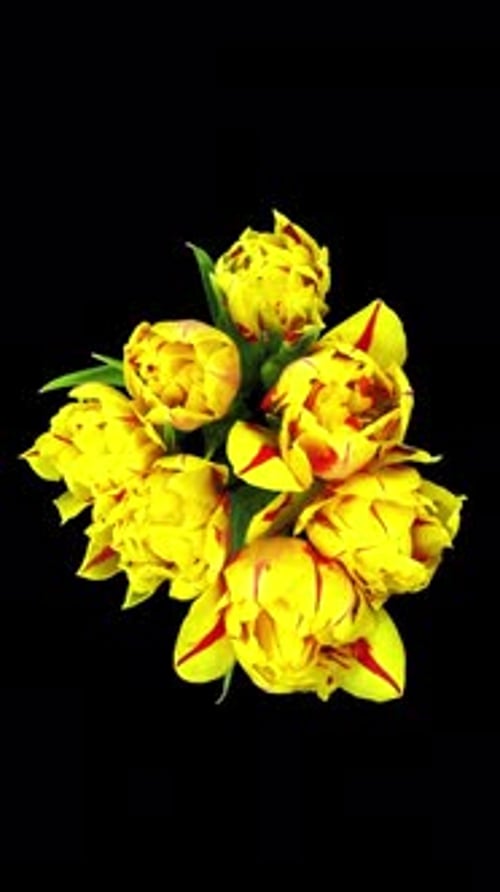 Time lapse of opening yellow-red tulip flower bouquet with ALPHA channel, top view, vertical orienta