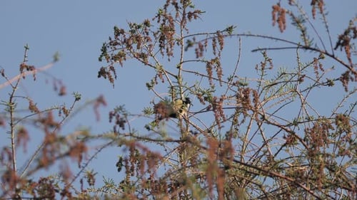 eurasischer Blaumeisenvogel in freier Wildbahn in britischer Landschaft in Yorkshire, England