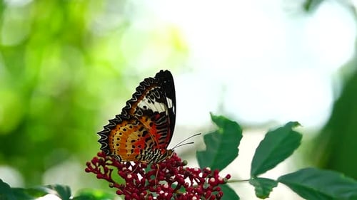 Mariposa tailandesa súper lenta en flores de pasto, insectos, naturaleza al aire libre