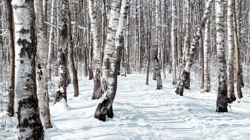 The Frosty Winter Public Park at Sunny Day Tree Branches are Covered with Snow Snowflakes are Slowly