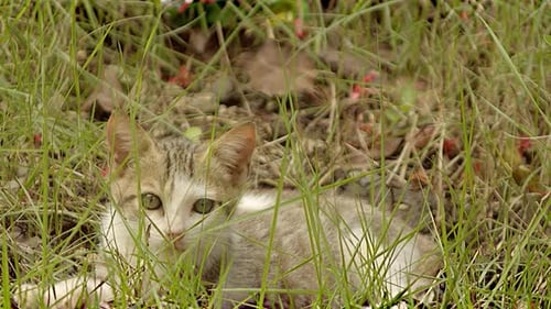 Little cat resting lying in the garden on a sunny afternoon. High quality 4k footage