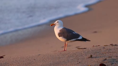 Gaviota en una playa de arena al atardecer