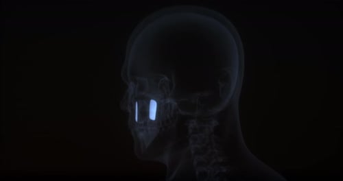 3D Human Head Anatomy Scan with Animated Nasal Sinuses