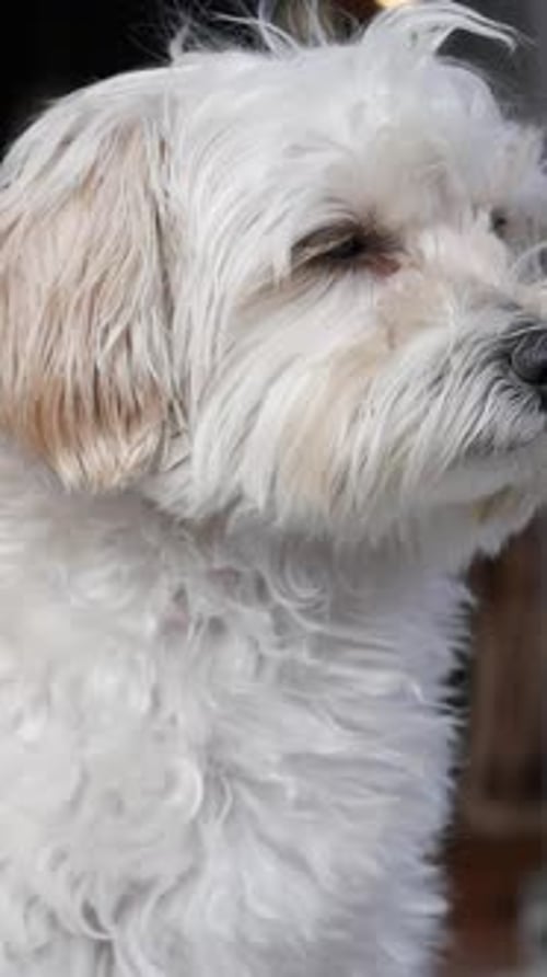 Close Up of White Dog Portrait