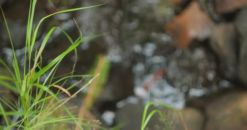 Grass and glistening stream in soft blur. Life near water's edge. Vegetation sharpness meets liquid