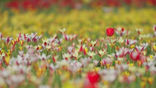 Beautiful Field of Tulips Blooming in Spring