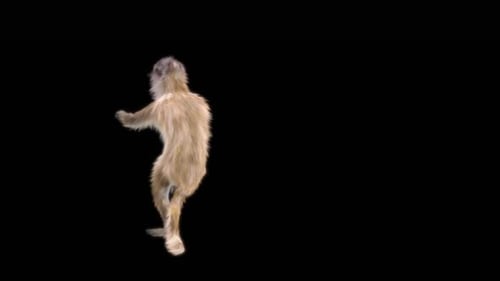 61 Monkey Dance HD
