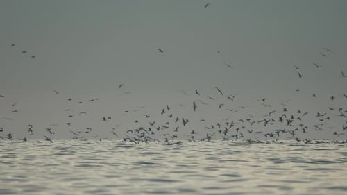 Vögel, Meeresnebel, Murmeln, Küstenvogelherde, fressen, dichter Nebel, bewölkter Himmel