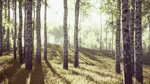 Birch Trees on the Green Grass