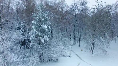 White snow covering the ground and trees in the city park.