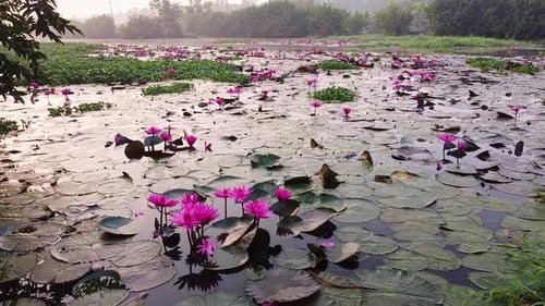 Water lily standing together , standing wide open, pond river sea, Water lily blooming, Beautiful ae