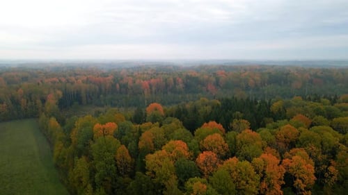Eine wunderschöne Luftaufnahme von dichtem bewaldetem Gelände mit buntem Herbstlaub, orangefarbenen und roten Blättern