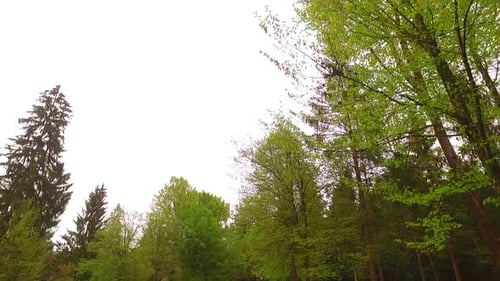 Walking in a Spring Green Park