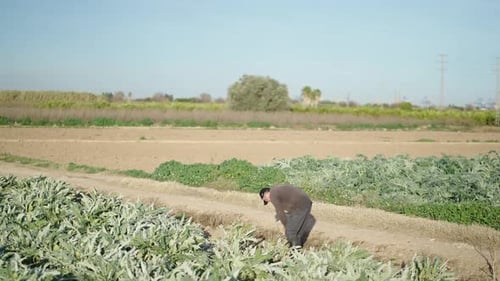 Homem de meia idade trabalhando na plantação de alcachofra com enxada