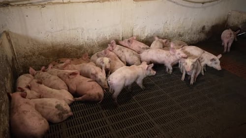 Young Pigs Huddle and Walk in Pen
