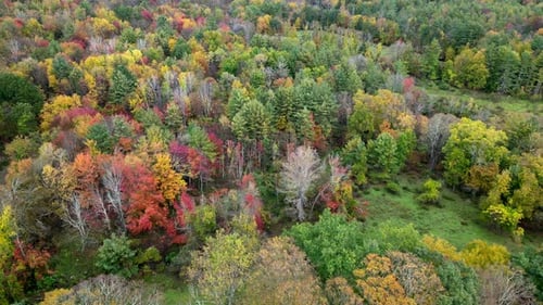 Stunning aerial footage of a dense Massachusetts forest displaying bright autumnal foliage in shades