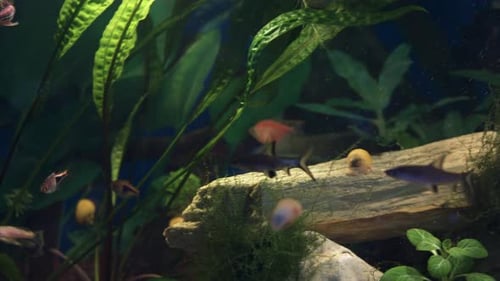 Rifffische schwimmen friedlich zwischen
