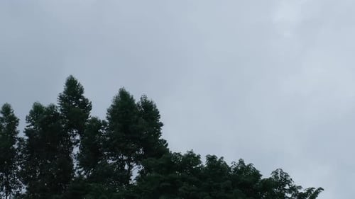 Windy Trees in Overcast Sky Weather