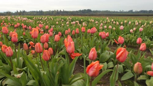 Field Of Tulip Flowers