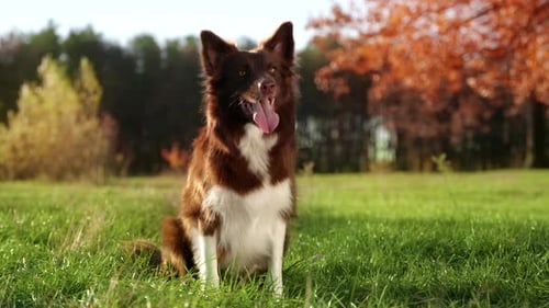 Closeup View of Lovely Young Border Collie Enjoying Lush Natural Environment