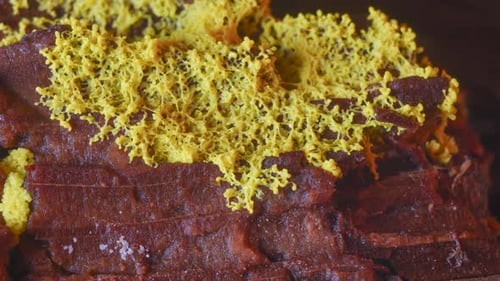 Yellow Slime Mold Moving on Rotting Wood