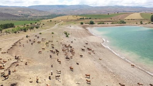 Aerial View Of Herd Of Cows By The Lake 3