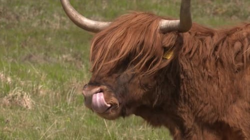 Majestic Highland Cow Licking Its Nose in Field