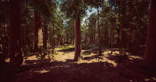 Lush Forest Landscape with Towering Trees Under Bright Sunlight