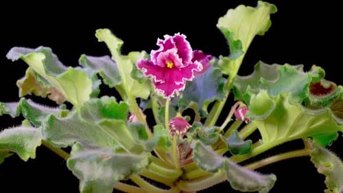 Time Lapse of Growing and Opening Pink Saintpaulia African Violet