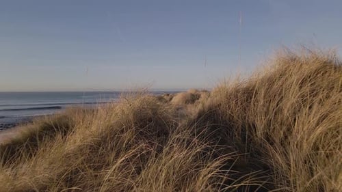 Close up flying to coastal plants on sandy dunes revealing ocean water