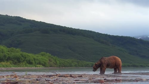 Brown Bear scouting for Salmon fish in a river stream at Kamchatka, Russian federation