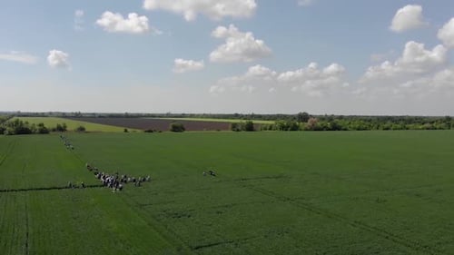 green barley and wheat fields aerial view