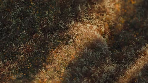 Wavy Grass 3d Loop Animation