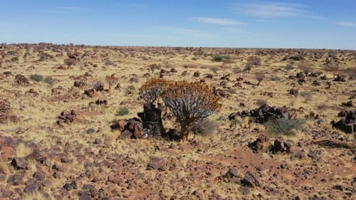 Quiver tree forest in Keetmanshoop of Namibia