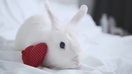 Fluffy White Rabbit with Red Heart