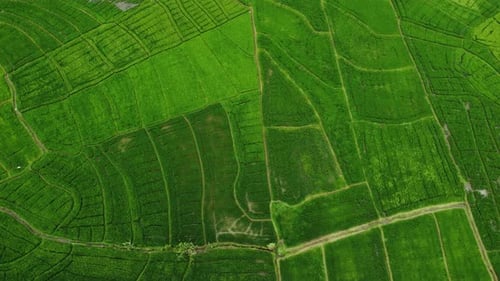 Lush Green Rice Fields
