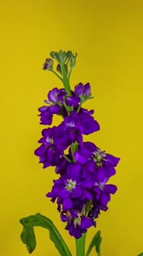 Purple Flower Blooming and Wilting Against Yellow Backdrop