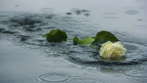 White Rose on Water