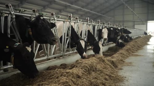 Feeding Cows on a dairy farm. Cattle of cows