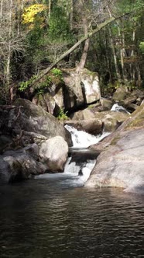 Vertical Video Stream of water between rocks and moss in a verdant forest
