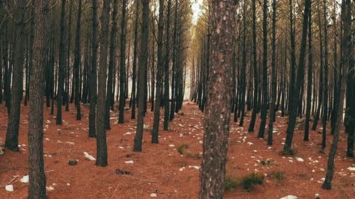 Viele grüne Bäume in einem Wald