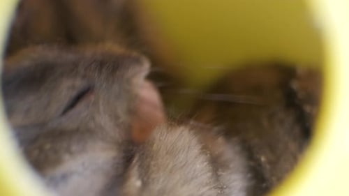 Hamster Cleans Itself in Yellow Tunnel Close Up