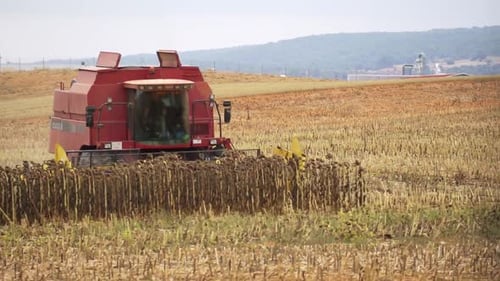 Combine Harvesting Sunflowers in a Rural Field