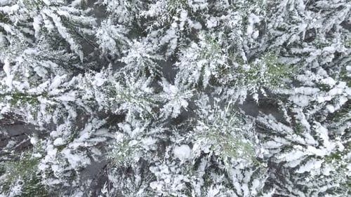 Aerial view of trees covered with snow in winter. Cold weather in a forest densely covered with tall