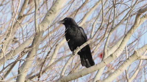 Jungle Crow Bird Rested On Tree With Leafless Branch During Winter In Tokyo, Japan. - Close Up Shot