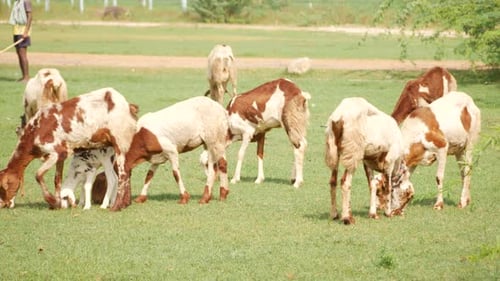 Eight goats eating from a grass on a field, a boy holding a stick at the side