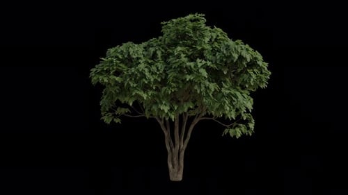 Gemeiner Feigenbaum, der im Wind weht. Alpha-Kanal. Loop-Animation