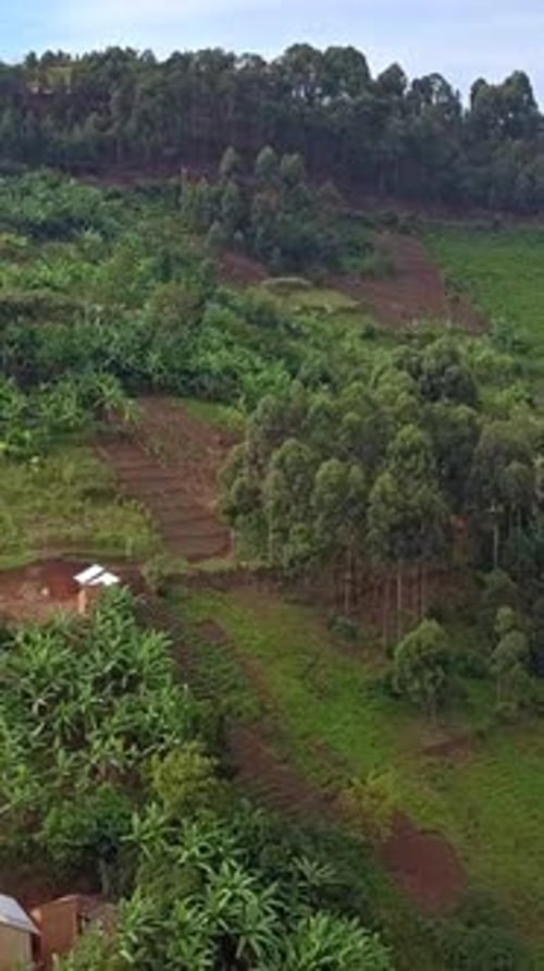 Vertical drone view of rural house and terraced farming landscape in southwestern Uganda