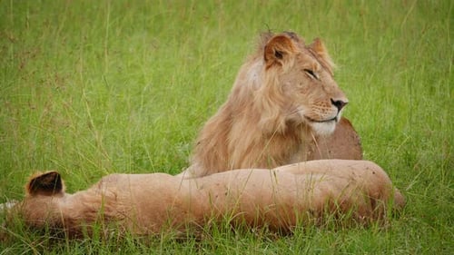 Gruppe von Löwen, die in der afrikanischen Savanne inmitten der wilden Natur spazieren gehen. Konzept von: Tiere, t